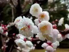 靖國神社の自然