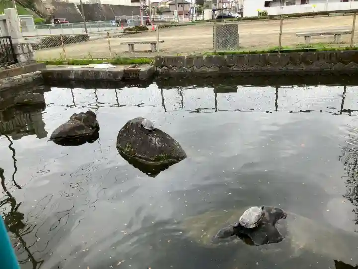 白蛇辨財天の{uncategorized: "未分類", other: "その他", undefined: "問題あり", building: "その他建物", grave: "お墓", sacred_gate: "鳥居", guardian: "狛犬", statue: "像", buddha: "仏像", history: "歴史", nature: "自然", garden: "庭園", animal: "動物", pagoda: "塔", temizu: "手水舎", mountain_gate: "山門・神門", sanctuary: "本殿・本堂", subordinate: "末社・摂社", art: "芸術", scenery: "景色", jizo: "地蔵", ema: "絵馬", goshuin: "御朱印", omikuji: "おみくじ", items: "授与品その他", amulet: "お守り", goshuincho: "御朱印帳", eats: "食事", festival: "お祭り", votive_dance: "神楽", shichigosan: "七五三参", wedding: "結婚式", experience: "体験その他", initially: "初詣", around: "周辺", anti_infection: "感染症対策"}