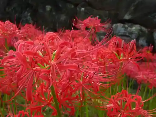 横浜　西方寺の自然