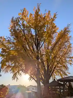 成願寺(東京都)
