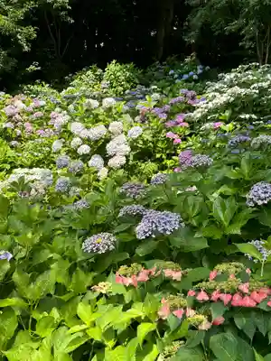 長谷寺(神奈川県)