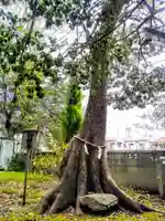 八幡社(吹上八幡社)の自然