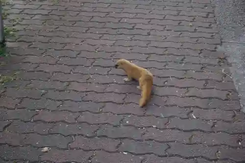 諏訪神社・諏訪山稲荷神社の動物