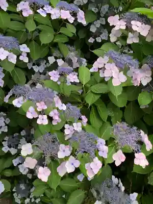 粟井神社の自然