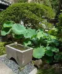 安養院　(田代寺）(神奈川県)