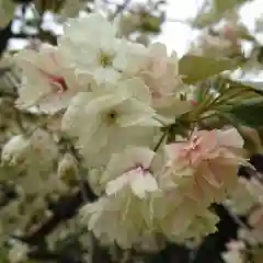 上地八幡宮の自然