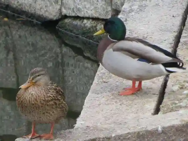 神泉苑(京都府)