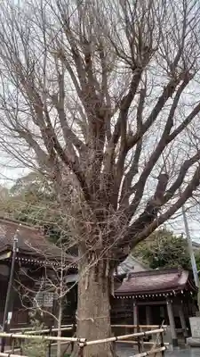印内八坂神社の自然