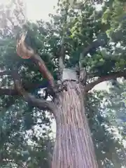 日高神社の自然