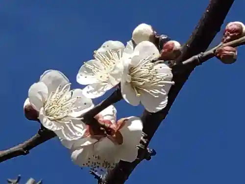 町田天満宮(東京都)