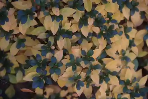 阿邪訶根神社の自然