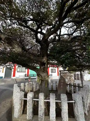 多摩川諏訪神社の自然