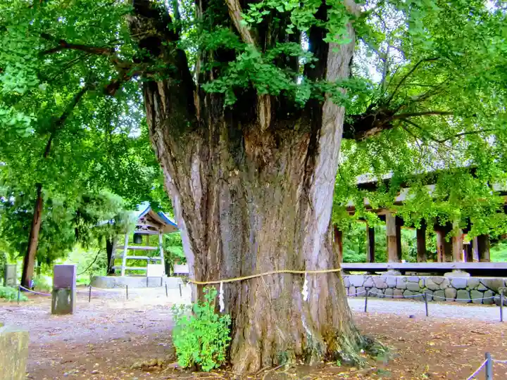 新宮熊野神社の自然