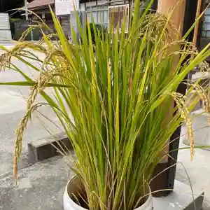 大鏑神社(福島県) 2021年11月23日(火)〜(2021年11月18日(木) 14時18分28秒投稿)