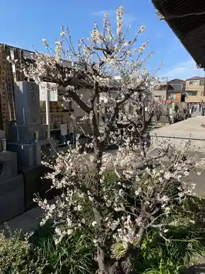 真正寺(東京都)