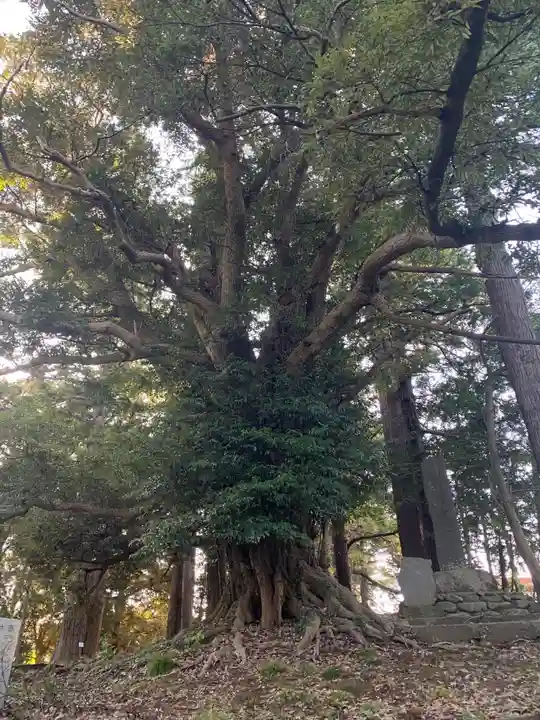 三嶋神社の自然
