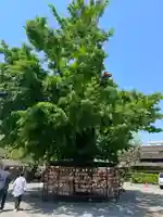 今戸神社(東京都)