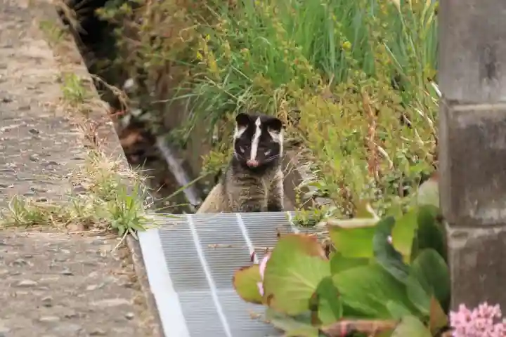 三春大神宮の動物