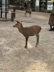 春日大社の動物