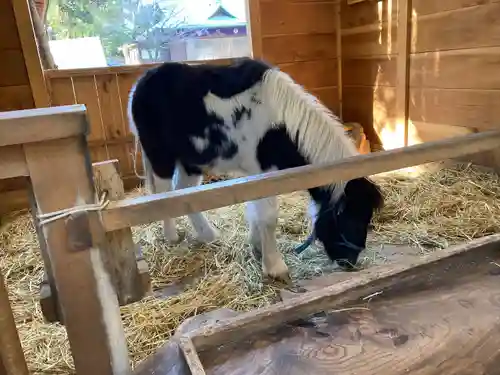 平塚八幡宮(神奈川県)