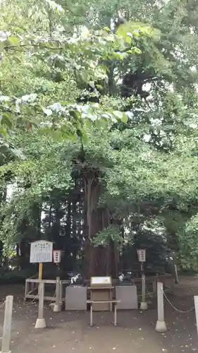 水戸八幡宮の自然