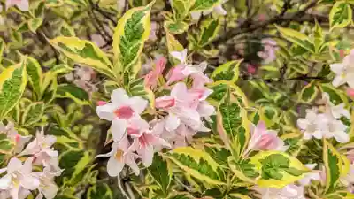 来迎寺(三重県)