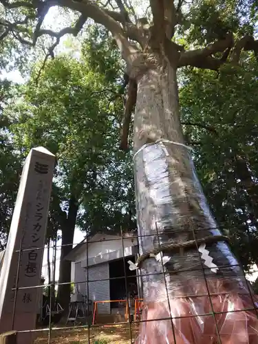 栗原神社の自然