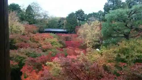 東福禅寺（東福寺）の自然