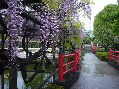 亀戸天神社の景色