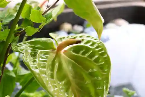 三津厳島神社の自然
