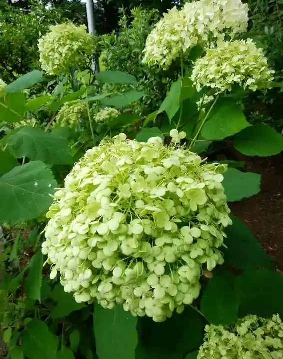 比布神社の自然
