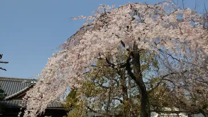 上品蓮台寺の自然