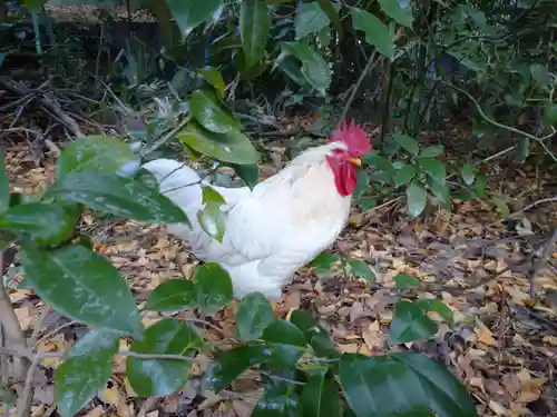 熱田神宮の動物