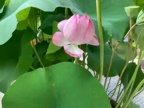 順心寺(兵庫県)