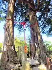 武雄神社の自然