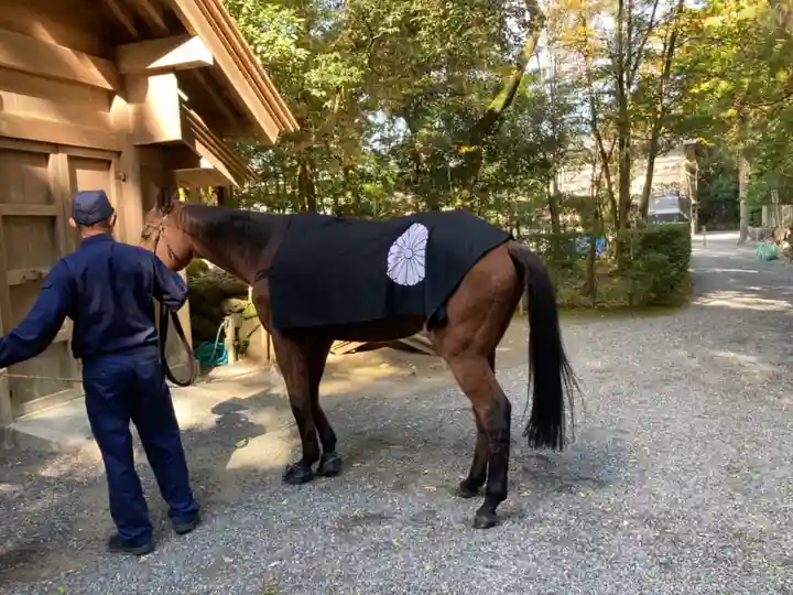 伊勢神宮内宮(皇大神宮)の動物