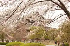 東寺（教王護国寺）の自然