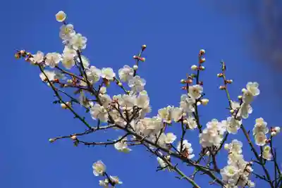 阿久津「田村神社」（郡山市阿久津町）旧社名：伊豆箱根三嶋三社の庭園