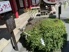 篠崎八幡神社(福岡県)