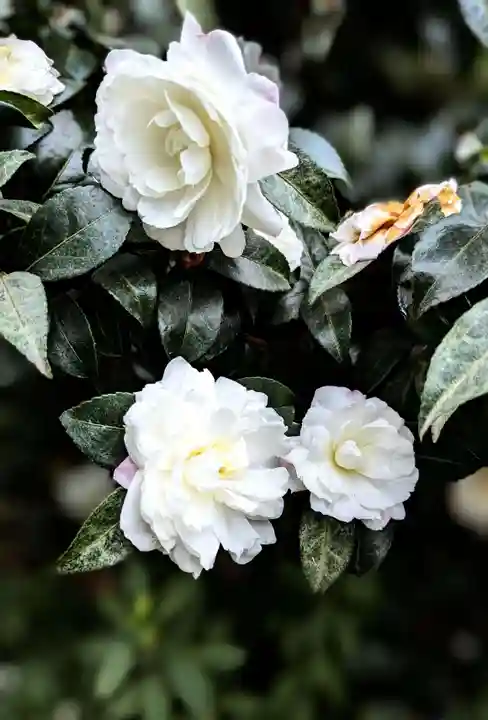 阿佐ヶ谷神明宮の自然