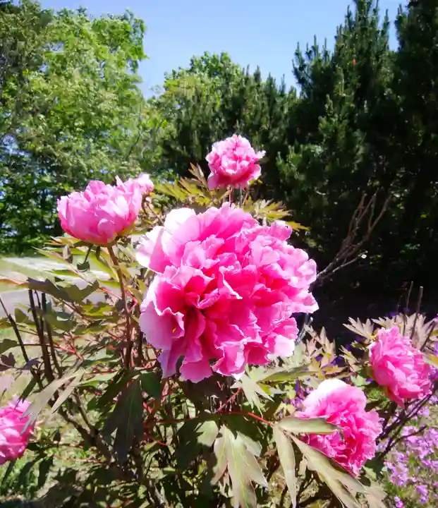脳天大神 蔵王寺(金峯山修験本宗 北海道別院)の自然