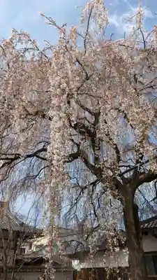本満寺(本願満足寺)(京都府)