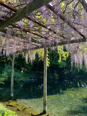 富士山本宮浅間大社(静岡県)