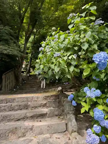 矢田寺(奈良県)