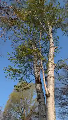 新琴似神社(北海道)