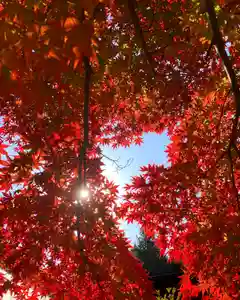 滑川神社 - 仕事と子どもの守り神の自然(2020年11月09日(月) 22時05分38秒投稿)