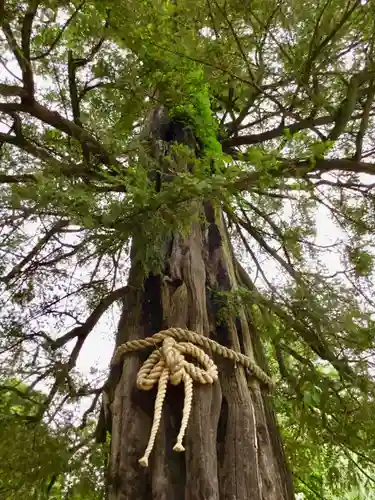 駒込富士神社の自然