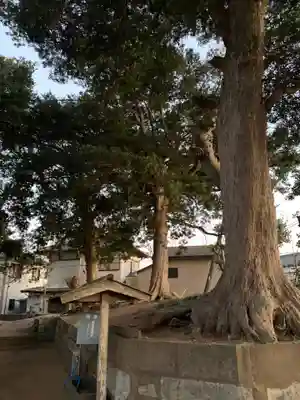 新宮大神(千葉県)