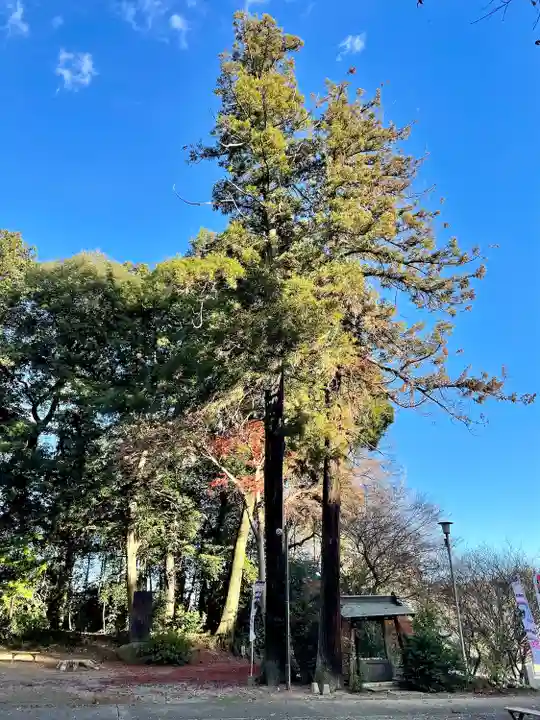 千代ケ岡八幡宮(栃木県)
