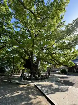 大麻比古神社(徳島県)